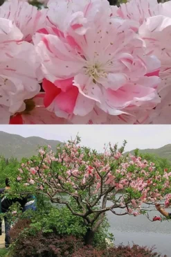 Peppermint Flowering Peach Tree - 5 Gallon Pot -Garden & Outdoors Peach Flowering Peppermint 6