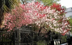 Peppermint Flowering Peach Tree - 5 Gallon Pot -Garden & Outdoors Peach Peppermint 6