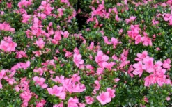 Chinzan Dwarf Azalea - 3 Gallon Pot 13 Chinzan Dwarf Azalea - 3 Gallon Pot -Garden & Outdoors Picture Azalea Chinzan 1