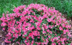 Chinzan Dwarf Azalea - 3 Gallon Pot 10 Chinzan Dwarf Azalea - 3 Gallon Pot -Garden & Outdoors Picture Azalea Chinzan 2 1