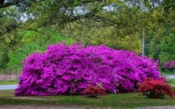 Formosa Southern Indica Azalea - 7 Gallon Pot -Garden & Outdoors Picture Azlea Formosa Shrub 5