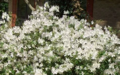 Mrs. G.G. Gerbing White Southern Indica Azalea - 1 Gallon Pot -Garden & Outdoors Picture Azlea GG Gerbing 1