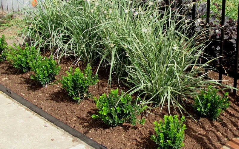 Baby Gem Boxwood - 1 Gallon Pot 5 Baby Gem Boxwood - 1 Gallon Pot - Image 5