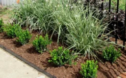 Baby Gem Boxwood - 6 Pack Of 1 Gallon Pots -Garden & Outdoors Picture Boxwood Baby Gem Edger