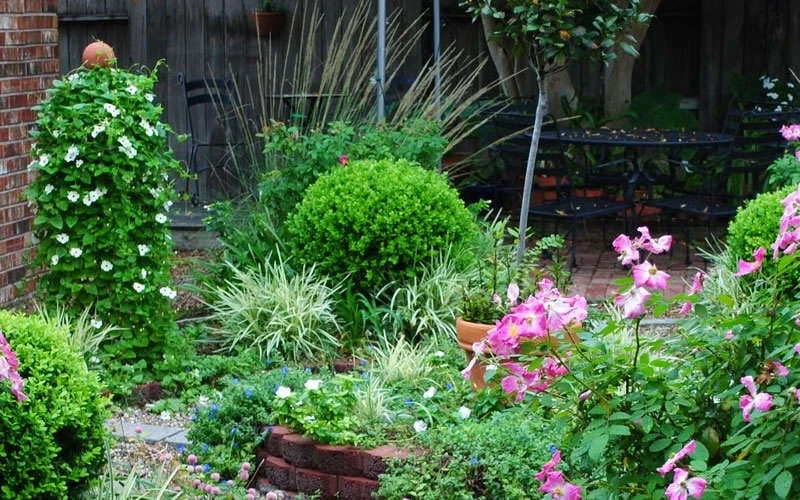 Baby Gem Boxwood - 2 Gallon Pot 8 Baby Gem Boxwood - 2 Gallon Pot - Image 8