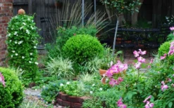 Baby Gem Boxwood - 6 Pack Of 1 Gallon Pots -Garden & Outdoors Picture Boxwood Baby Gem Specimen