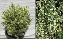 Dwarf Variegated Boxwood - 1 Gallon Pot 10 Dwarf Variegated Boxwood - 1 Gallon Pot -Garden & Outdoors Picture Boxwood Dwarf Variegated
