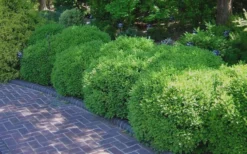 Franklins Gem Dwarf Boxwood - 6 Pack Of 1 Gallon Pots -Garden & Outdoors Picture Boxwood Franklins Gem 2 2