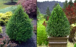 Green Mountain Boxwood - 5 Gallon Pot -Garden & Outdoors Picture Boxwood Green Mountain 2 2