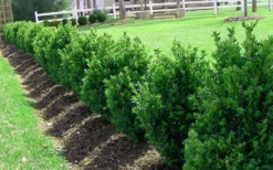 Green Mountain Boxwood - 5 Gallon Pot -Garden & Outdoors Picture Boxwood Green Mountain Hedge 2