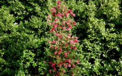 October Magic Rose Camellia - 2 Gallon Pot -Garden & Outdoors Picture Camellia October Magic Rose Column