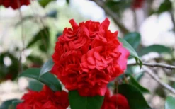 Professor Sargent Camellia Japonica - 6 Pack Of 1 Gallon Pots -Garden & Outdoors Picture Camellia Professor Sargent Closeup