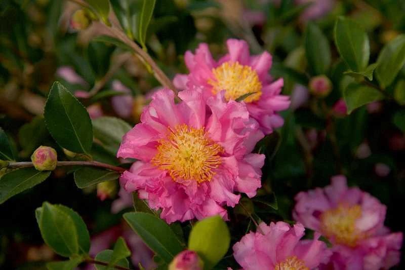 October Magic Carpet Dwarf Camellia - 1 Gallon Pot 4 October Magic Carpet Dwarf Camellia - 1 Gallon Pot - Image 4