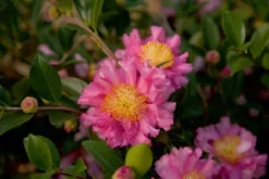 October Magic Carpet Dwarf Camellia - 2.5 Quart Pot -Garden & Outdoors Picture Camellia Sasanqua October Magic Carpet