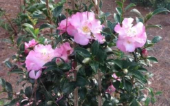 October Magic Orchid Camellia - 2 Gallon Pot -Garden & Outdoors Picture CamelliaOrchidOctoberMajic 2