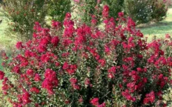 Double Feature Red Crape Myrtle - 3 Gallon Pot -Garden & Outdoors Picture Crape Myrtle Double Feature