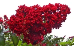 Dynamite Red Crape Myrtle - 7 Gallon Pot (3-4') 11 Dynamite Red Crape Myrtle - 7 Gallon Pot (3-4') -Garden & Outdoors Picture Crape Myrtle Dynamite 1 3