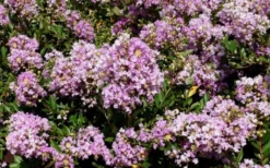 Early Bird Lavender Crape Myrtle - 3 Gallon Pot -Garden & Outdoors Picture Crape Myrtle Early Bird Lavender