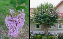 Muskogee Lavender Crape Myrtle - 1 Gallon Pot -Garden & Outdoors Picture Crape Myrtle Muskogee 1