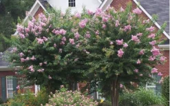 Muskogee Lavender Crape Myrtle - 5 Gallon Pot -Garden & Outdoors Picture Crape Myrtle Muskogee Lavender 2 1