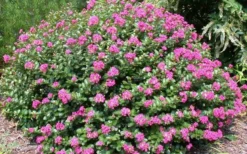 Pocomoke Dwarf Crape Myrtle - 6 Pack Of 1 Gallon Pots -Garden & Outdoors Picture Crape Myrtle Pocomoke 2 1