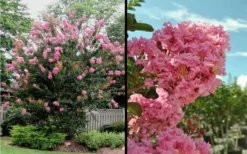 Sioux Pink Crape Myrtle - 6 Pack Of 1 Gallon Pots -Garden & Outdoors Picture Crape Myrtle Sioux Blooms 2