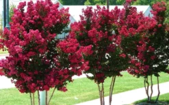 Tonto Red Crape Myrtle - 7 Gallon Pot (3-4') 11 Tonto Red Crape Myrtle - 7 Gallon Pot (3-4') -Garden & Outdoors Picture Crape Myrtle Tonto 2