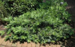 Creeping Japanese Plum Yew (Cephalotaxus Harringtonia 'Prostrata') - 6 Pack Of 1 Gallon Pots -Garden & Outdoors Picture Creeping Yew