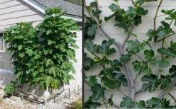 Brown Turkey Fig Tree - 6 Pack Of 1 Gallon Pots -Garden & Outdoors Picture Fig Brown Turkey Espalier