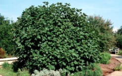 Brown Turkey Fig Tree - 6 Pack Of 1 Gallon Pots -Garden & Outdoors Picture Fig Brown Turkey Shrub Large