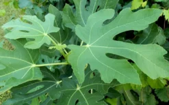 Brown Turkey Fig Tree - 6 Pack Of 1 Gallon Pots -Garden & Outdoors Picture Fig Brown Turkey Tree Leaves