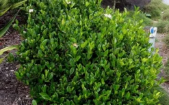 August Beauty Gardenia - 1 Gallon Pot -Garden & Outdoors Picture Gardenia August Beauty