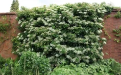 Moonlight Climbing Hydrangea - 5 Gallon Pot -Garden & Outdoors Picture Hydrangea Climbing Petiolaris 5 1