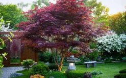 Bloodgood Red Leaf Japanese Maple - 2 Gallon Pot -Garden & Outdoors Picture Japanese Maple Bloodgood tree 1 1