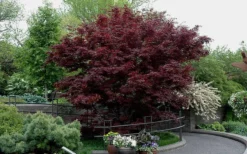 Bloodgood Red Leaf Japanese Maple - 2 Gallon Pot -Garden & Outdoors Picture Japanese Maple Bloodgood tree 2 1