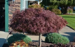 Crimson Queen Dwarf Japanese Maple - 3 Gallon Pot 12 Crimson Queen Dwarf Japanese Maple - 3 Gallon Pot -Garden & Outdoors Picture Japanese Maple Crimson Queen 1