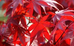 Fireglow Red Leaf Japanese Maple - 5 Gallon Pot (3-4') -Garden & Outdoors Picture Japanese Maple Fireglow 2
