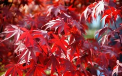 Fireglow Red Leaf Japanese Maple - 5 Gallon Pot (3-4') -Garden & Outdoors Picture Japanese Maple Fireglow 3