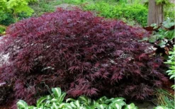 Red Dragon Dwarf Japanese Maple - 5 Gallon Pot -Garden & Outdoors Picture Japanese Maple Red Dragon