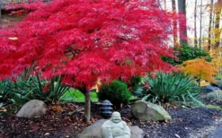 Red Dragon Dwarf Japanese Maple - 5 Gallon Pot -Garden & Outdoors Picture Japanese Maple Red Dragon 4
