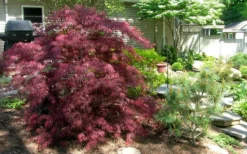 Tamukeyama Dwarf Red Japanese Maple - 3 Gallon Pot 11 Tamukeyama Dwarf Red Japanese Maple - 3 Gallon Pot -Garden & Outdoors Picture Japanese Maple Tamukeyama 3 1