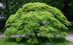Viridis Dwarf Green Japanese Maple - 5 Gallon Pot -Garden & Outdoors Picture Japanese Maple Viridis 1
