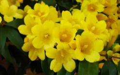 Butterscotch Yellow Jasmine (Jessamine) Gelsemium Sempervirens - 3 Gallon Pot -Garden & Outdoors Picture Jasmine Butterscotch 2