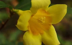 Butterscotch Yellow Jasmine (Jessamine) Gelsemium Sempervirens - 3 Gallon Pot -Garden & Outdoors Picture Jasmine Butterscotch 4