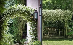 Madison Confederate Jasmine - 6 Pack Of 1 Gallon Pots -Garden & Outdoors Picture Jasmine Madison 3