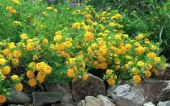 New Gold Hardy Lantana - 6 Pack Of 1 Gallon Pots 11 New Gold Hardy Lantana - 6 Pack Of 1 Gallon Pots -Garden & Outdoors Picture Lantana Trailing New Gold 2 1