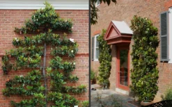 Kay Parris Southern Magnolia - 3 Gallon Pot -Garden & Outdoors Picture Magnolia Little Gem Espalier 2