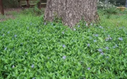 Evergreen Periwinkle - Vinca Minor - 6 Pack Of Pint Pots -Garden & Outdoors Picture Vinca Minor Around tree