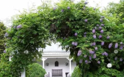 Amethyst Falls Wisteria Vine - 1 Gallon Pot -Garden & Outdoors Picture Wisteria Amethyst Falls 1