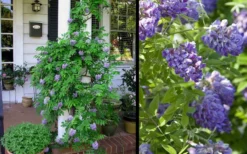 Amethyst Falls Wisteria Vine - 1 Gallon Pot -Garden & Outdoors Picture Wisteria Amethyst Falls 2